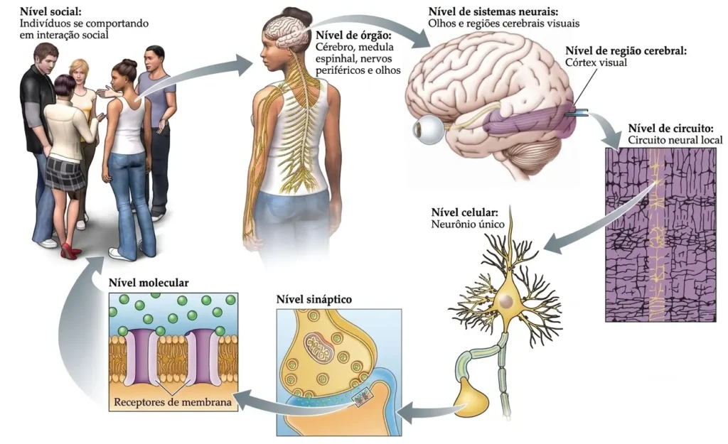 Diagrama ilustrando os níveis de estudo da neurociência, desde o comportamento humano até os circuitos neurais, neurônios, sinapses e moléculas do sistema nervoso.