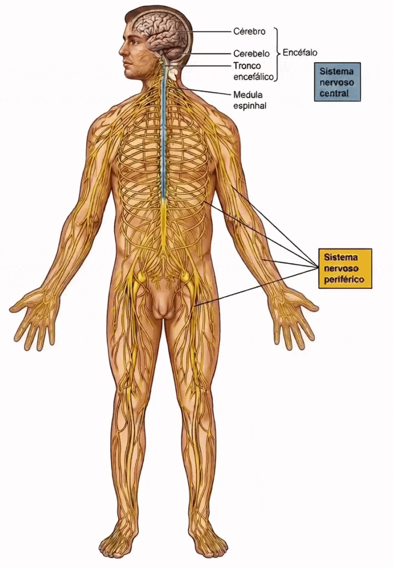 Infográfico animado do sistema nervoso humano destacando em azul o sistema nervoso central (cérebro e medula espinhal) e em amarelo o sistema nervoso periférico com suas ramificações nervosas.